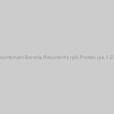Image of Recombinant Borrelia Recurrentis rplA Protein (aa 1-224)
